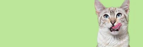 Chat blanc qui sort la langue