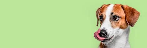 Chien qui sort la langue