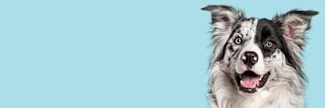 Berger australien noir et blanc