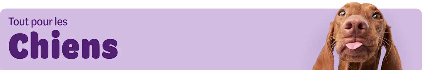 Tout pour les Chiens
