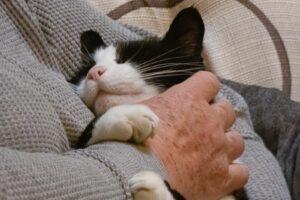 Chat thérapeutique : les bienfaits de la ronronthérapie